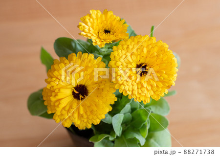キンセンカ・ガーデニング・園芸・花・植物・ポット 88271738