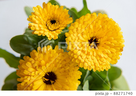 キンセンカ・ガーデニング・園芸・花・植物・ポット キンセンカ・ガーデニング・園芸・花・植物・ポット 88271740