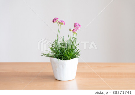 アルメリア、ガーデニング・園芸・花・植物・ポット アルメリア、ガーデニング・園芸・花・植物・ポット 88271741
