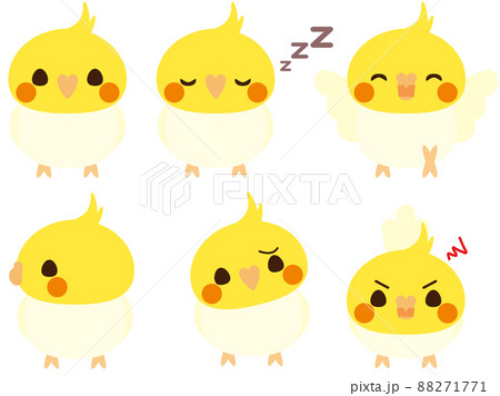 オカメインコ ルチノー セット オカメインコ ルチノー セット 88271771