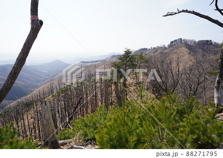 桐生市菱町から仙人ケ岳登山コースを登る。仙人ケ岳への分岐を直進し、右岸の尾根を行く 88271795