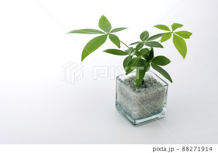 観葉植物と白背景 88271914