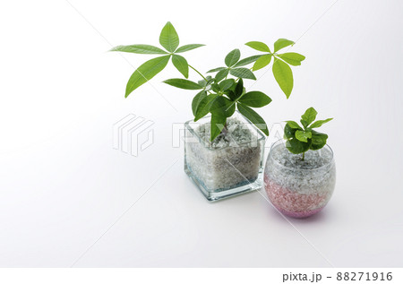 観葉植物と白背景 88271916