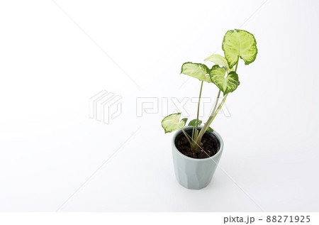 観葉植物と白背景 88271925