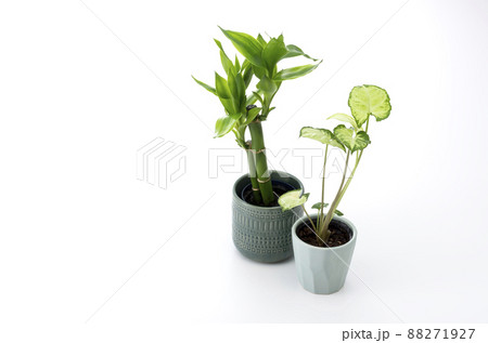 観葉植物と白背景 88271927