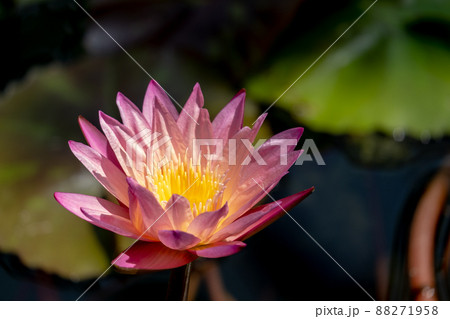 風景素材 鮮やかで綺麗な睡蓮の花 風景素材 鮮やかで綺麗な睡蓮の花 88271958