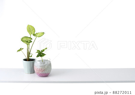 棚と観葉植物の部屋イメージ 88272011