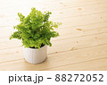観葉植物と床 88272052