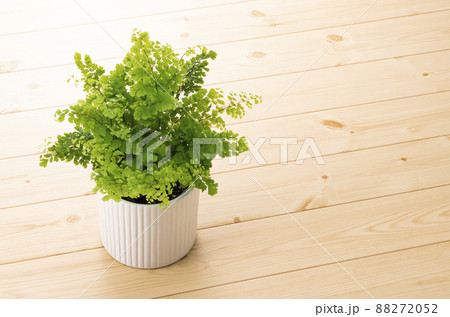観葉植物と床 88272052