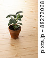 観葉植物と床 88272068