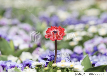 パンジーのお花畑に一輪のアネモネ 88272223