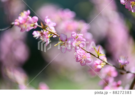ユスラウメ(山桜桃梅)の花 ユスラウメ(山桜桃梅)の花 88272383