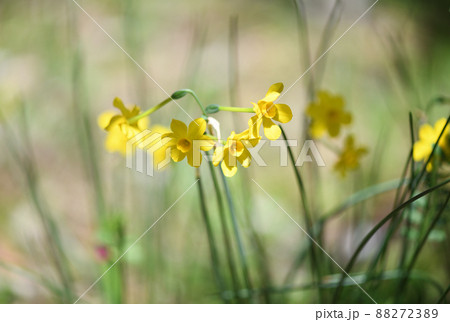 キズイセン（黄水仙） 88272389