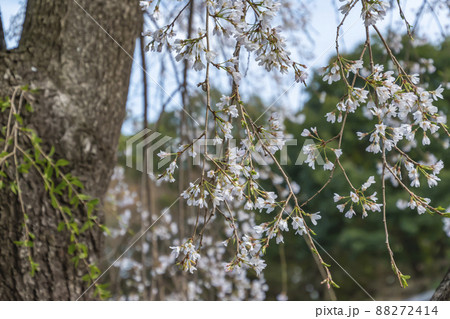 しだれ桜 しだれ桜 88272414
