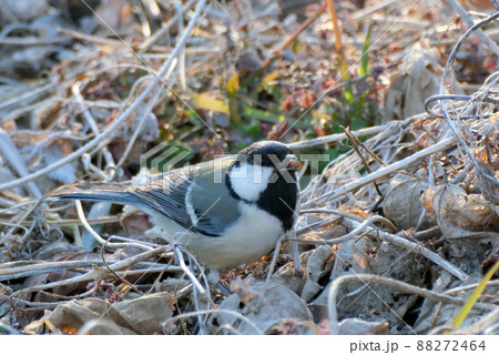 秋に枯草の実を食べるシジュウカラ 88272464