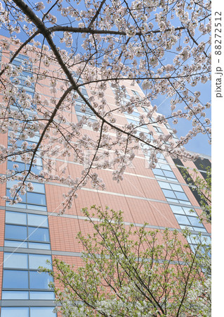 桜とビルの風景 88272512