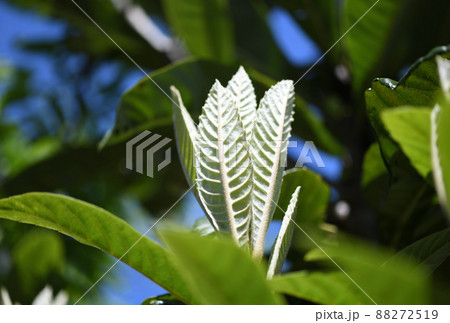 ビワ（枇杷）の若葉 88272519