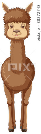 An alpaca on white background 88272748
