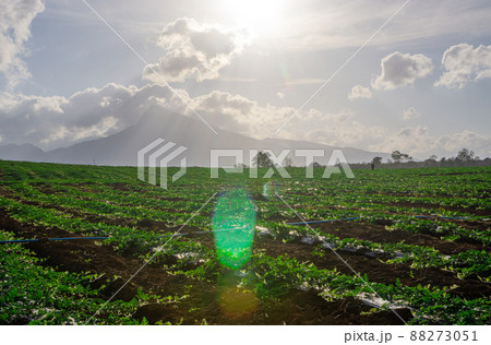 Watermelon farming area in the south of Thailand Watermelon farming area in the south of Thailand 88273051