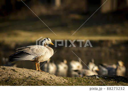 bar headed goose portrait in natural green background and golden hour sunset light during winter migration at keoladeo national park or bharatpur bird sanctuary rajasthan india - anser indicus bar headed goose portrait in natural green background and golden hour sunset light during winter migration at keoladeo national park or bharatpur bird sanctuary rajasthan india - anser indicus 88273232