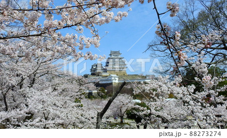 姫路城と桜 88273274