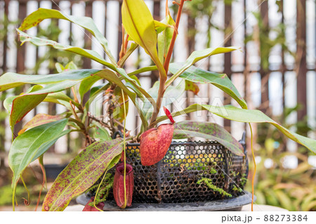 Carnivorous pitcher plants or monkey cups in the garden 88273384