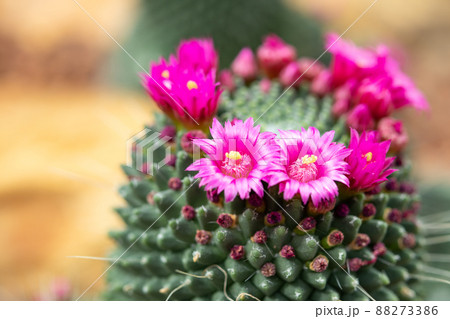 Pink cactus flower close up in the garden Pink cactus flower close up in the garden 88273386