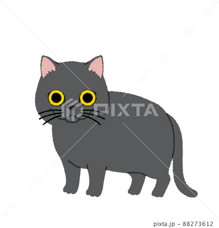 ブリティッシュショートヘアーの猫イラスト ブリティッシュショートヘアーの猫イラスト 88273612