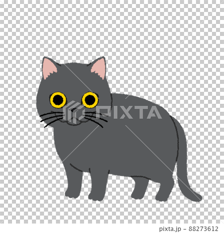 British shorthair cat illustration British shorthair cat illustration 88273612
