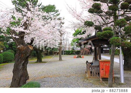 府中市安養寺　桜 88273888