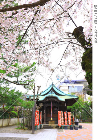 府中市安養寺 桜 府中市安養寺 桜 88273890