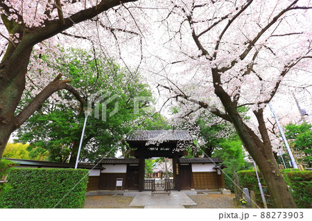 府中市安養寺 桜 府中市安養寺 桜 88273903