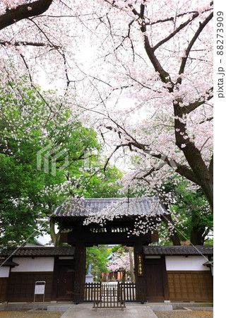府中市安養寺　桜 88273909