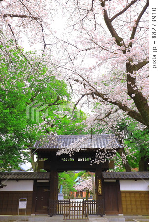 府中市安養寺 桜 府中市安養寺 桜 88273910