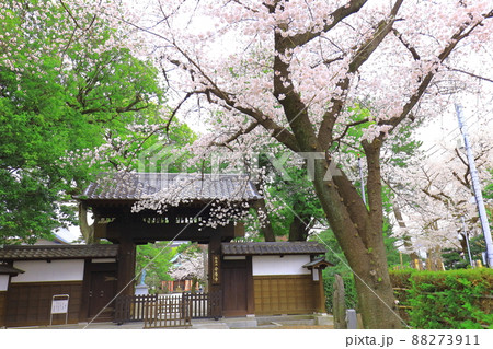 府中市安養寺　桜 88273911