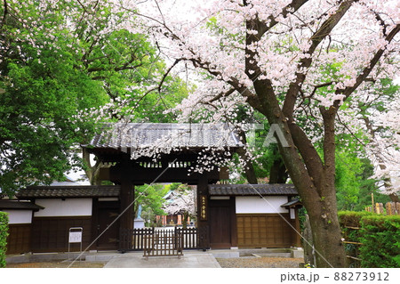 府中市安養寺 桜 府中市安養寺 桜 88273912