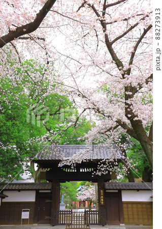 府中市安養寺 桜 府中市安養寺 桜 88273913