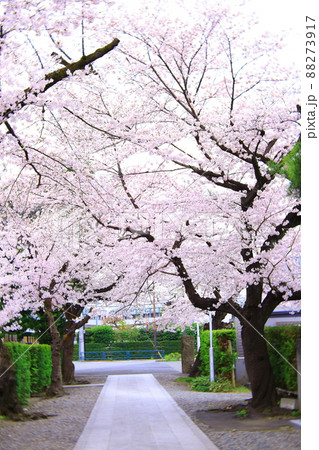 府中市安養寺 桜 府中市安養寺 桜 88273917