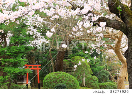 府中市安養寺 桜 府中市安養寺 桜 88273926