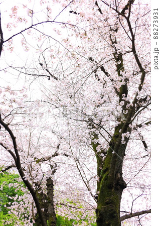 府中市安養寺 桜 府中市安養寺 桜 88273931