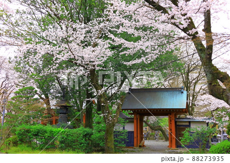 府中市安養寺　桜 88273935