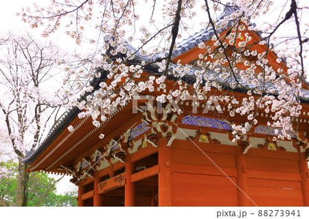 府中市安養寺　桜 88273941
