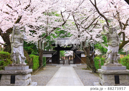 府中市安養寺 桜 府中市安養寺 桜 88273957