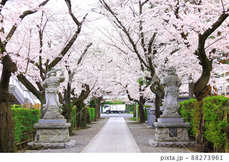 府中市安養寺　桜 88273961