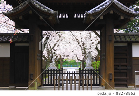 府中市安養寺　桜 88273962