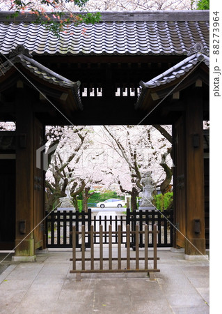 府中市安養寺　桜 88273964