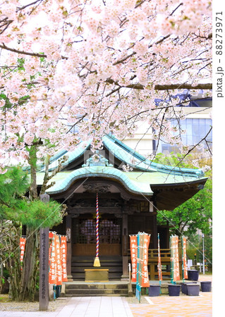 府中市安養寺　桜 88273971