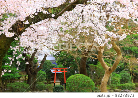 府中市安養寺　桜 88273973