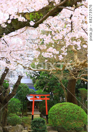 府中市安養寺　桜 88273976