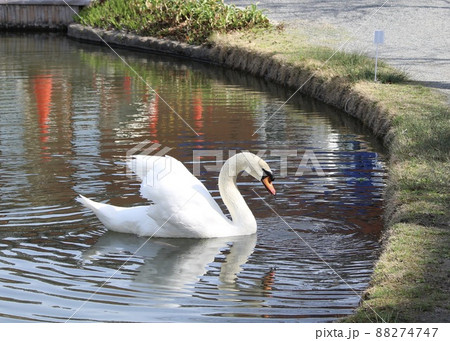 公園の池のほとりにいる、一羽のコブハクチョウ 88274747